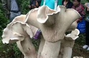 黑料吃瓜网apk普通安装 